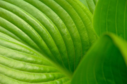 green leaf of a flower                               