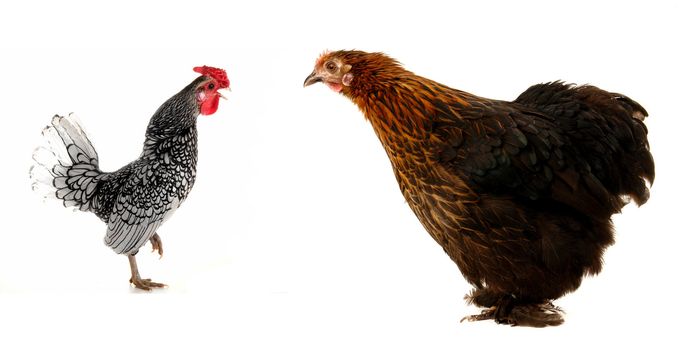  black hen on a white background