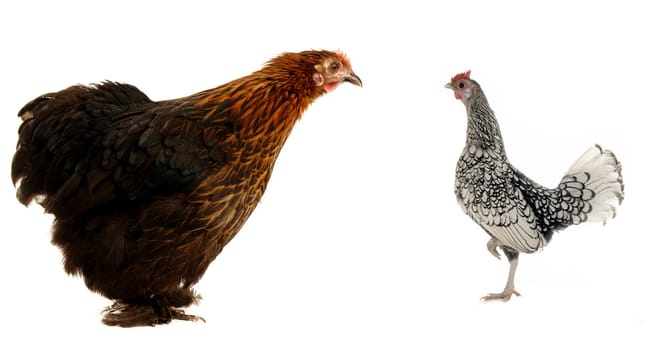  black hen on a white background