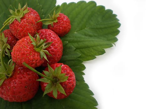 strawberries on green leaves