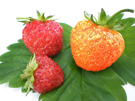 unique strawberry being different from the group