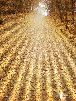 autumn in the forest alley