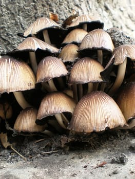 bunch of wild mushrooms on a tree