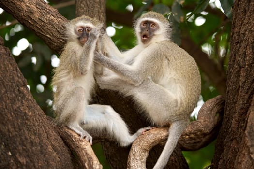 Vervet (Green) monkeys (Cercopithecus aethiops) at Tshokwane, Kruger National Park.