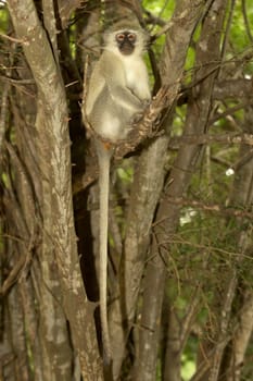 A Vervet (Green) monkey (Cercopithecus aethiops) at Tshokwane, Kruger National Park.
