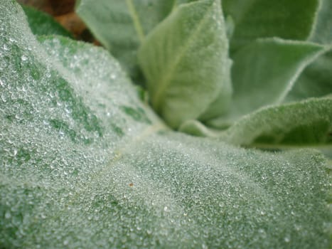 dew drops on a green forest flower