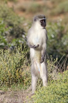 A vervet (green) monkey (Cercopithecus aethiops) in Mountain Zebra National Park, South Africa.