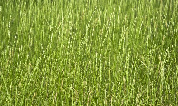 Texture of green grass closeup. Focus on the first stalks. Blur. Low depth of field.