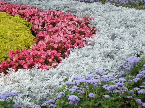 variety of colorful blooming flowers in a garden in autumn