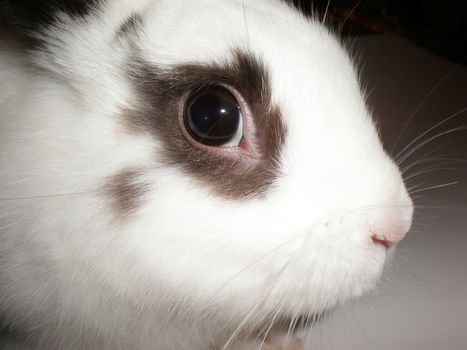 a little white rabbit looking curious up