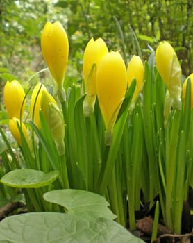 bunch of yellow crocuses in a garden in autumn