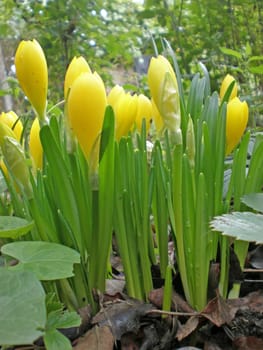 bunch of yellow crocuses in a garden in autumn