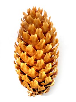 brown pine cone isolated on white background    