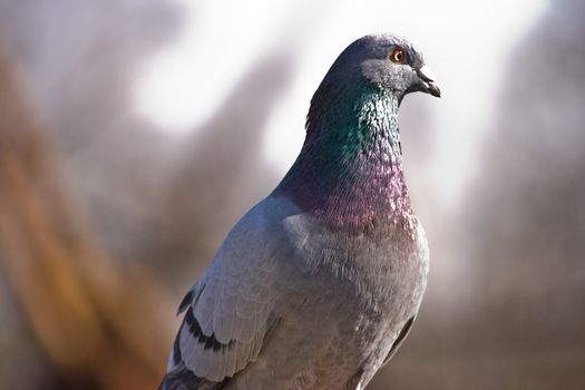 Dove with a shadow looking like a predator