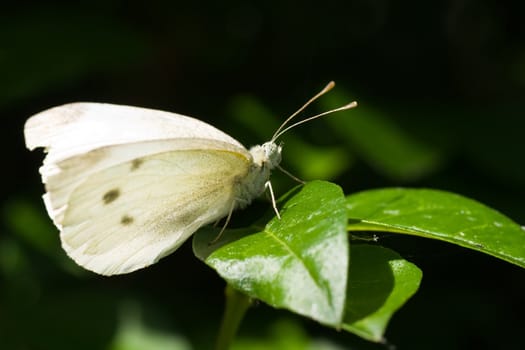 Small white resting in the sun on green leaf