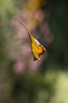 Little apple leaf swirling in the wind on thread of spiderweb