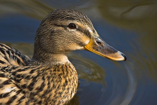 It seems mallards are allways friendly and smiling