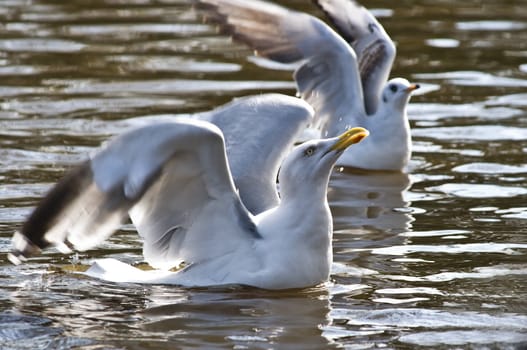 Herring gull trying to get some food
