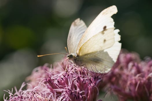 A Small white is drinking nectar from Gravel root