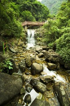 bridge in forest