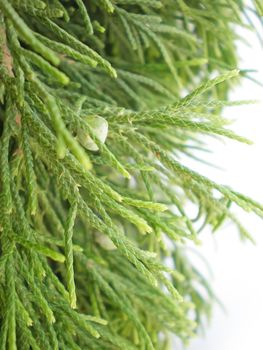 pine Christmas branch isolated on white background