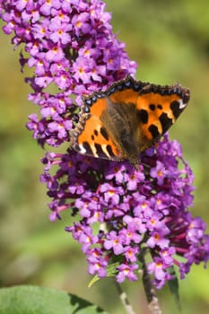 Budleya with small tortoiseshell getting nectar from the flowers