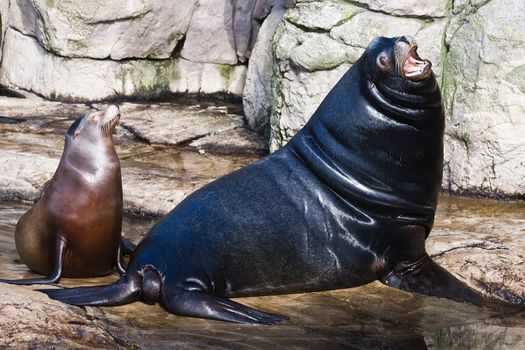 Big leader male sea lion with smaller female