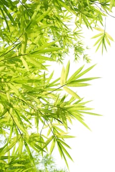 Beautiful Bamboo Border 
