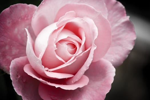 Queen of flowers in pink and close view