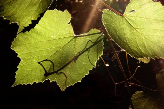 Detail of the leaves of the grapevine in the back lighting