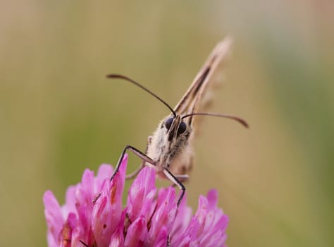 Detail (close-up) of a butterfly on the flower