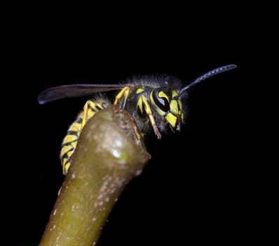 Detail (close-up) of the wasp