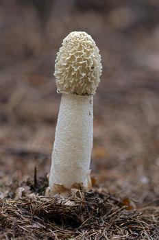 Close-up of the common stinkhorn
