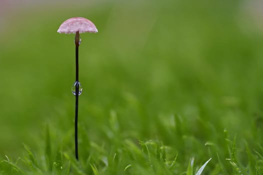 Close-up of the little mushroom with bead