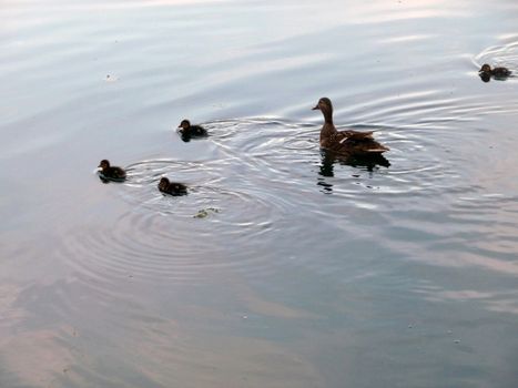 Some Ducklings and their mother duck in the water.