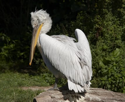 Shot of the Dalmatian pelican