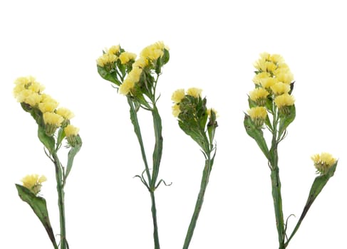 Statice flowers isolated on white background.