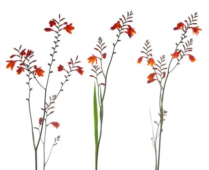 Orange Marsh Gladiolus flowers isolated against white.