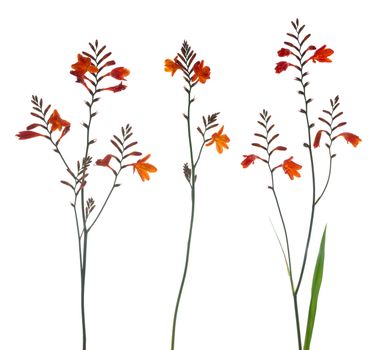 Orange Marsh Gladiolus flowers isolated against white.