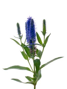 Veronica flowering spikes, isolated on white background.