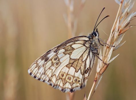 Detail (close-up) of a satyrid butterfly