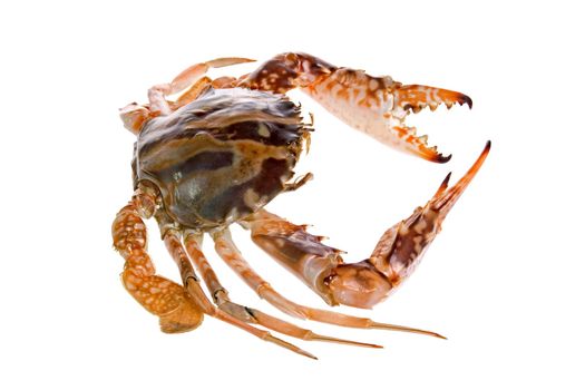 Isolated image of a crab.