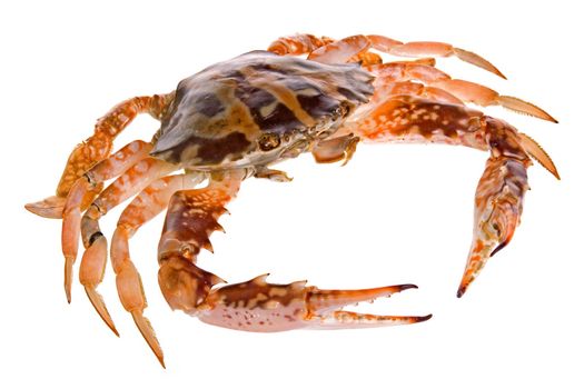 Isolated image of a crab.