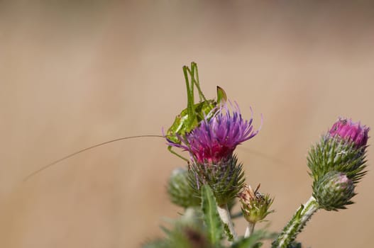 Detail (close-up) of the grasshopper