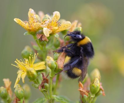 Macro (close-up) of the bumblebee