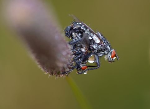 Detail (close-up) of the flies