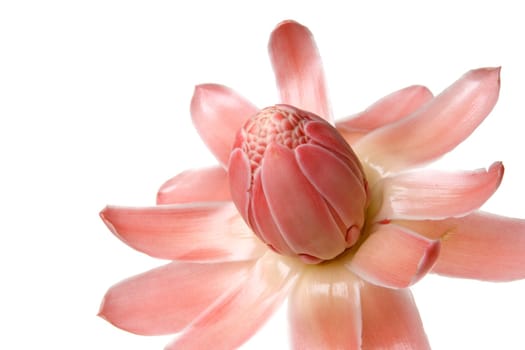 Isolated close-up image of a wild ginger flower, usually used in Malaysian cooking for its nice strong aromatic flavour.