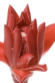 Isolated macro image of a wild ginger flower, usually used in Malaysian cooking for its nice strong aromatic flavour.