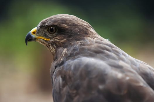 Shot of the bird of prey - steppe eagle