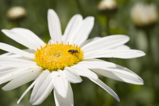 a bug in the center of a daisy